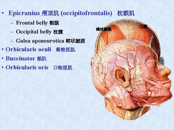 • Epicranius 颅顶肌 (occipitofrontalis) 枕额肌 – Frontal belly 额腹 – Occipital belly 枕腹 • Epicranius 颅顶肌 (occipitofrontalis) 枕额肌 – Frontal belly 额腹 – Occipital belly 枕腹