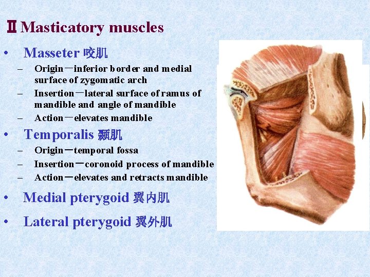 ⅡMasticatory muscles • Masseter 咬肌 – – – • Origin-inferior border and medial surface ⅡMasticatory muscles • Masseter 咬肌 – – – • Origin-inferior border and medial surface