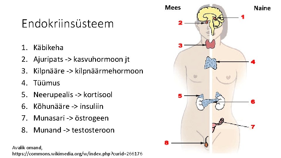 Mees Endokriinsüsteem 1. 2. 3. 4. 5. 6. 7. 8. Käbikeha Ajuripats -> kasvuhormoon