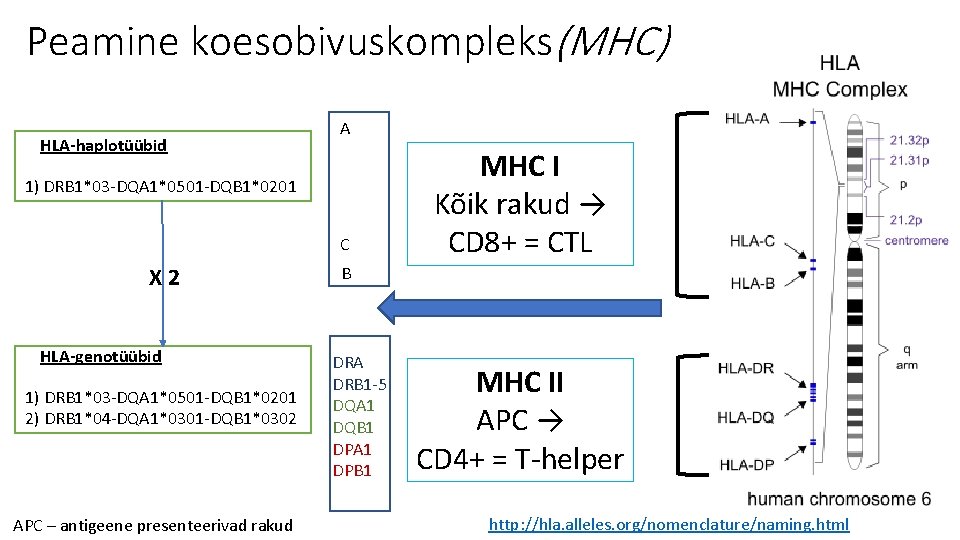Peamine koesobivuskompleks(MHC) HLA-haplotüübid A 1) DRB 1*03 -DQA 1*0501 -DQB 1*0201 C X 2