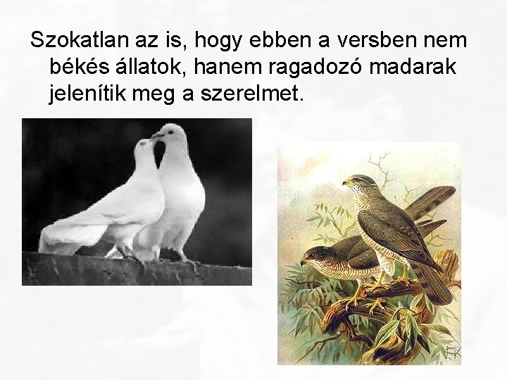 Szokatlan az is, hogy ebben a versben nem békés állatok, hanem ragadozó madarak jelenítik