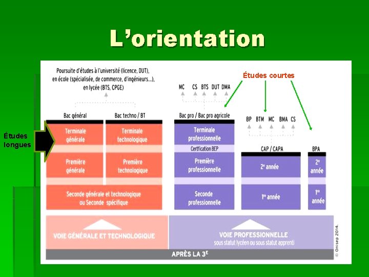 L’orientation Études courtes Études longues 