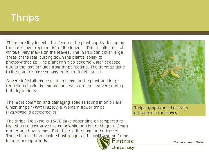 Thrips are tiny insects that feed on the plant sap by damaging the outer