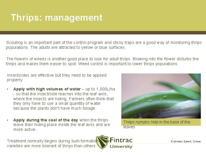 Thrips: management Scouting is an important part of the control program and sticky traps