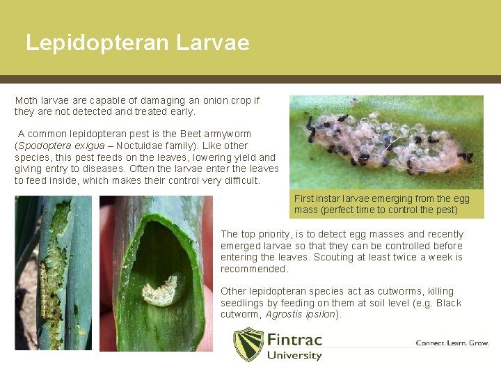 Lepidopteran Larvae Moth larvae are capable of damaging an onion crop if they are