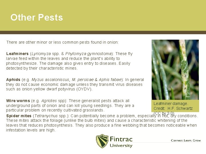 Other Pests There are other minor or less common pests found in onion: Leafminers