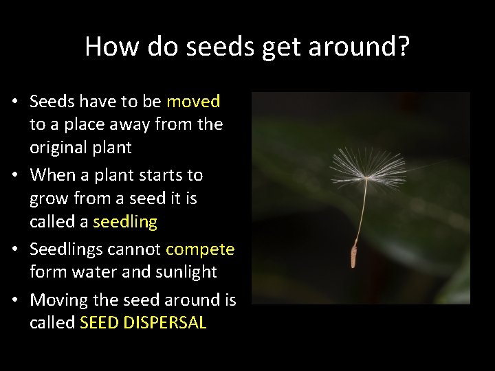 How do seeds get around? • Seeds have to be moved to a place