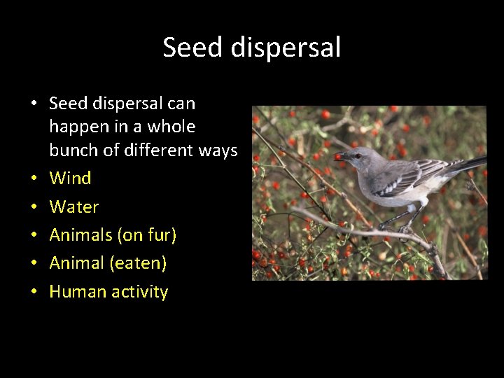 Seed dispersal • Seed dispersal can happen in a whole bunch of different ways