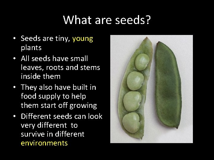 What are seeds? • Seeds are tiny, young plants • All seeds have small