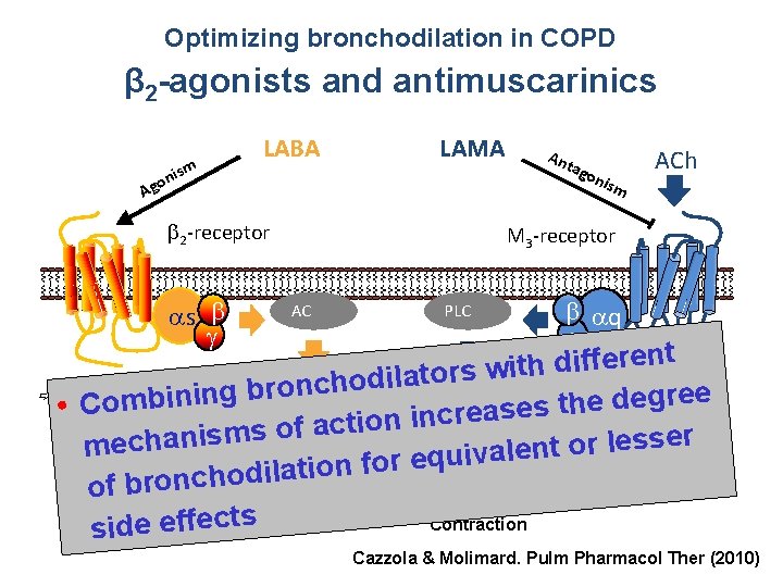Optimizing bronchodilation in COPD β 2 -agonists and antimuscarinics LABA ism n o g