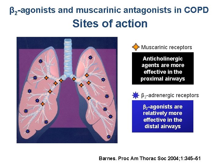 β 2 -agonists and muscarinic antagonists in COPD Sites of action Muscarinic receptors Anticholinergic