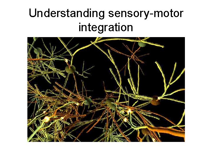Understanding sensory-motor integration 