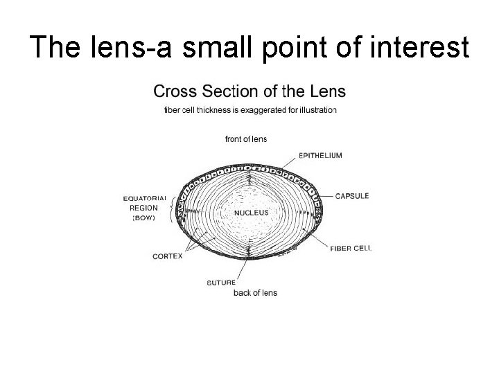The lens-a small point of interest 
