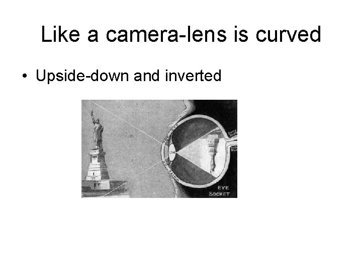 Like a camera-lens is curved • Upside-down and inverted 