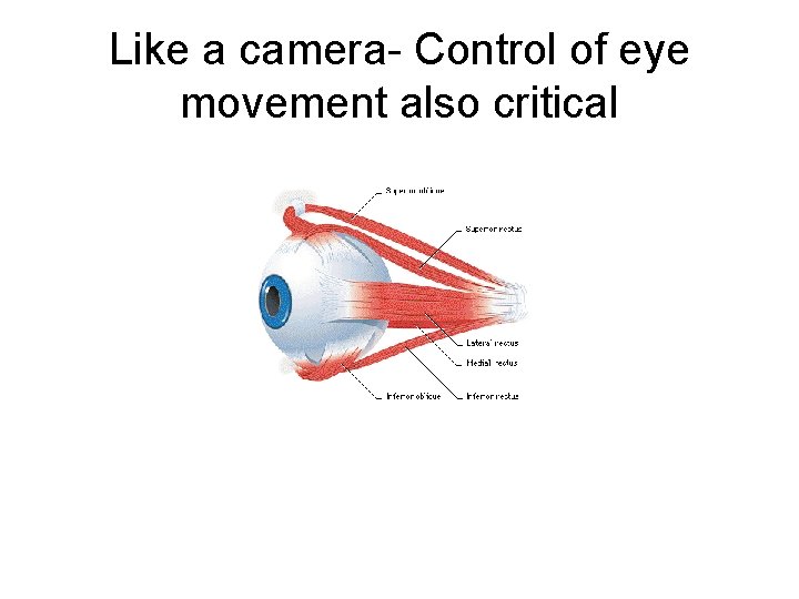 Like a camera- Control of eye movement also critical 