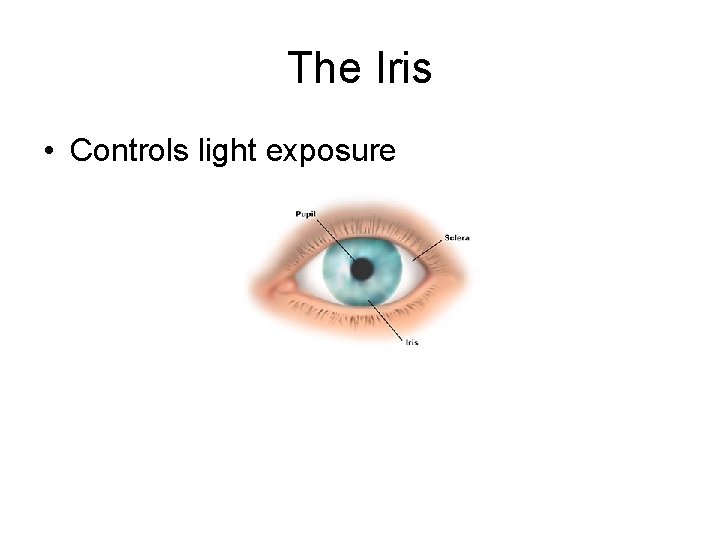 The Iris • Controls light exposure 