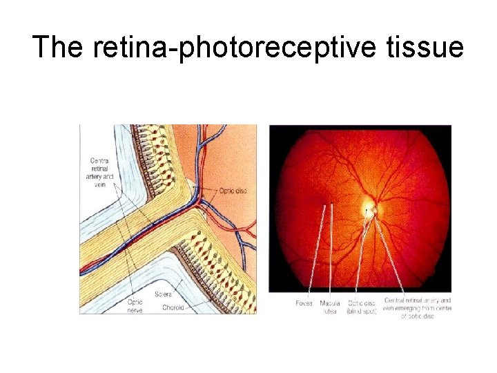 The retina-photoreceptive tissue 