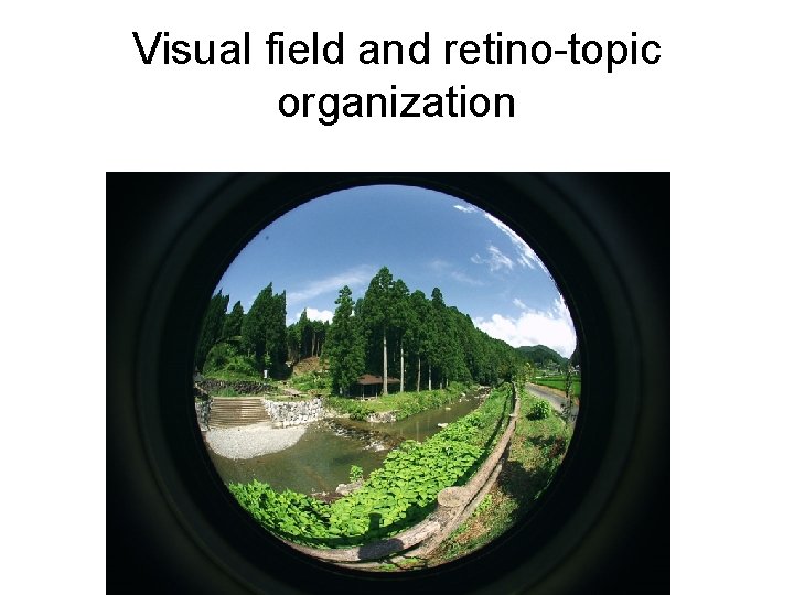 Visual field and retino-topic organization 
