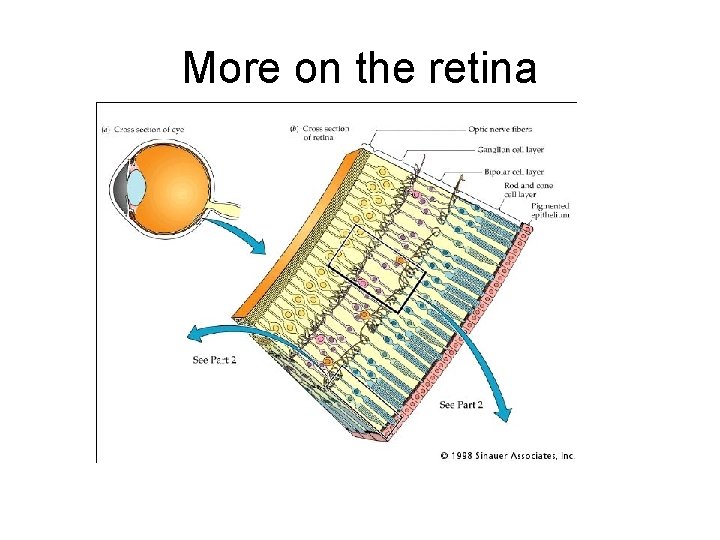 More on the retina 