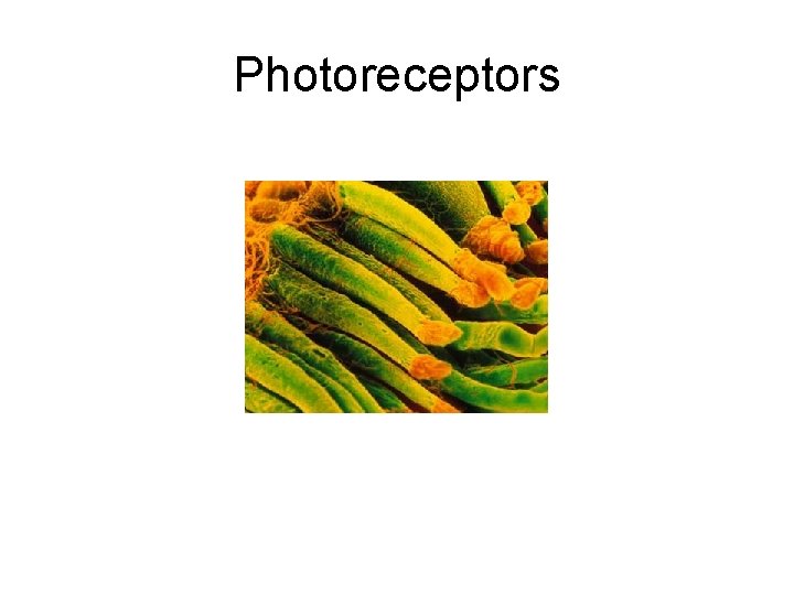 Photoreceptors 