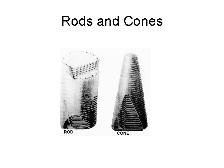 Rods and Cones 