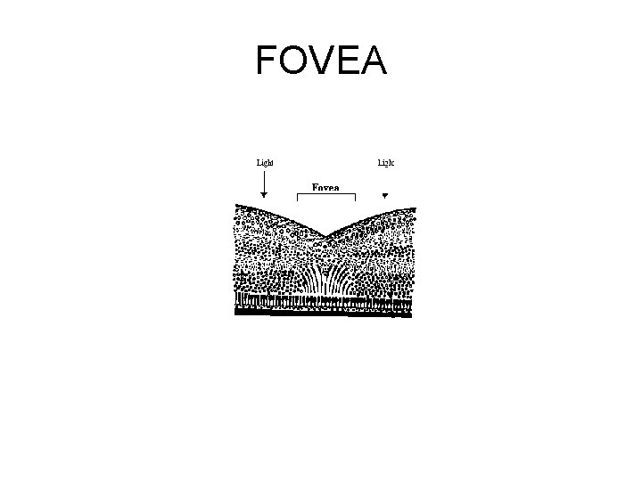 FOVEA 