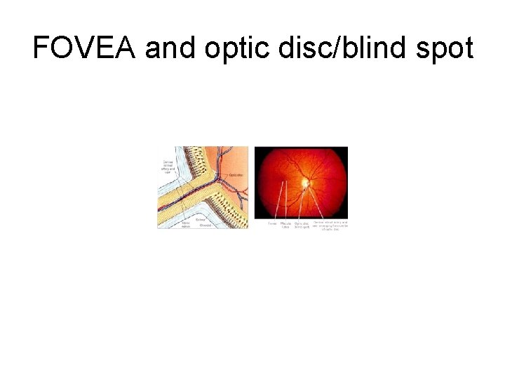 FOVEA and optic disc/blind spot 