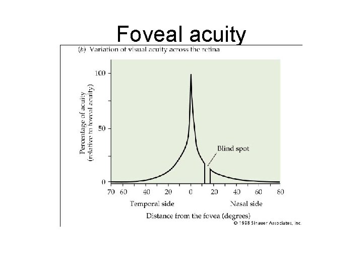 Foveal acuity 