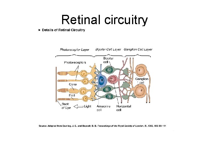 Retinal circuitry 