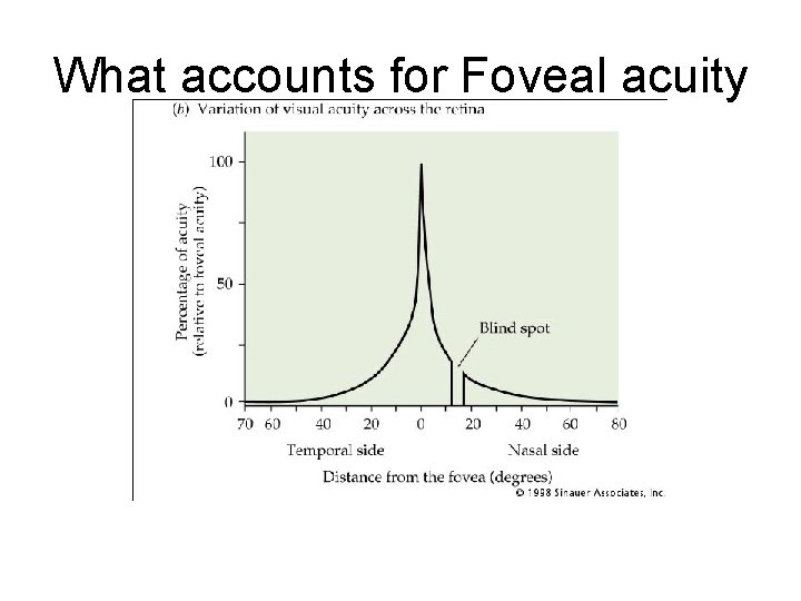 What accounts for Foveal acuity 