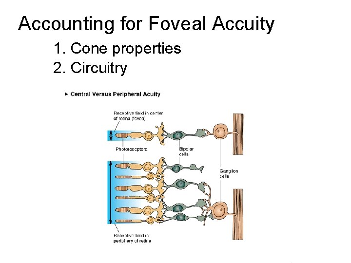 Accounting for Foveal Accuity 1. Cone properties 2. Circuitry 