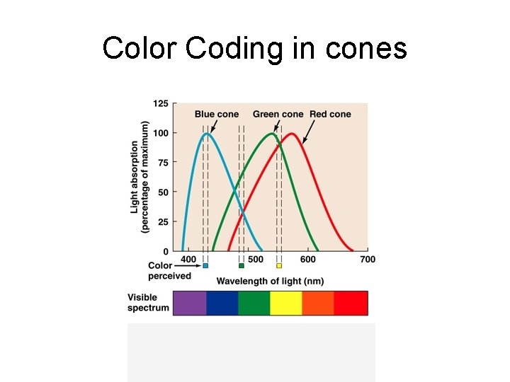 Color Coding in cones 