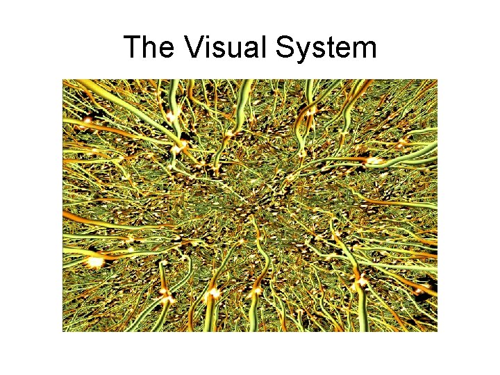 The Visual System 