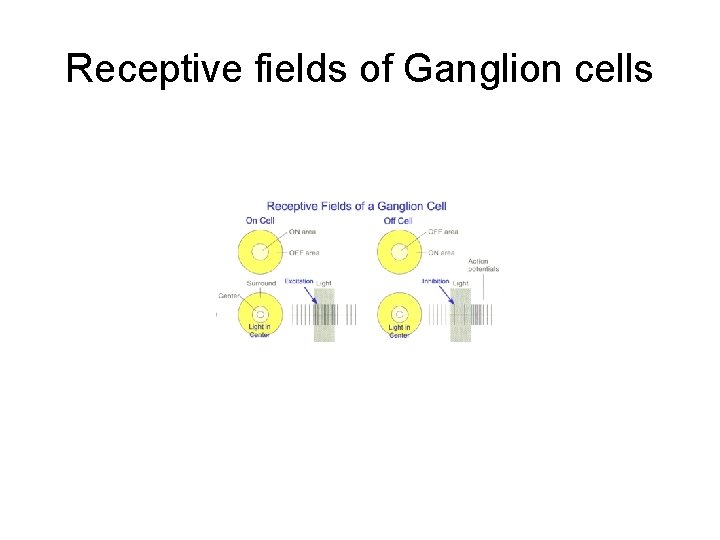Receptive fields of Ganglion cells 