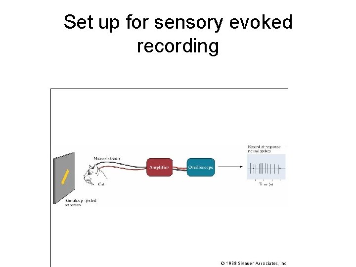 Set up for sensory evoked recording 