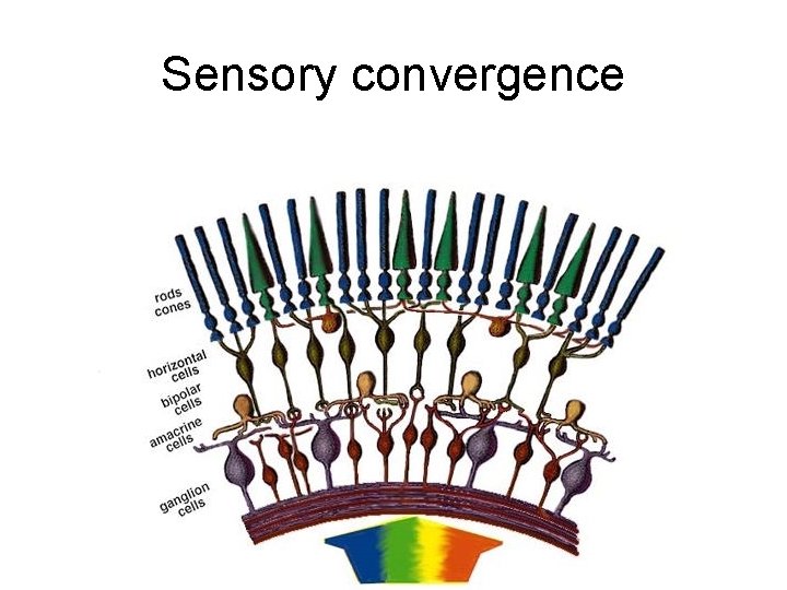 Sensory convergence 