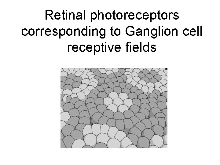 Retinal photoreceptors corresponding to Ganglion cell receptive fields 