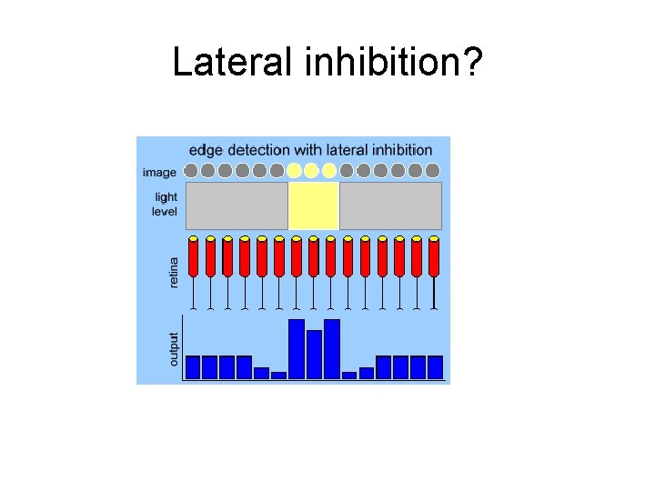Lateral inhibition? 