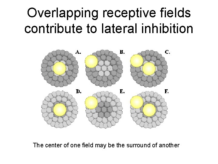 Overlapping receptive fields contribute to lateral inhibition The center of one field may be
