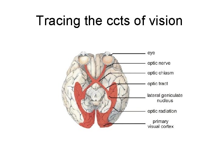 Tracing the ccts of vision 