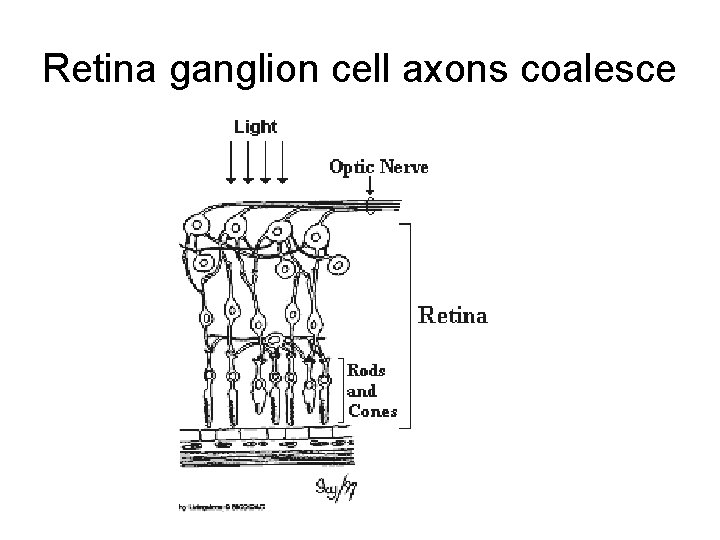 Retina ganglion cell axons coalesce 