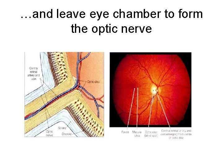 …and leave eye chamber to form the optic nerve 