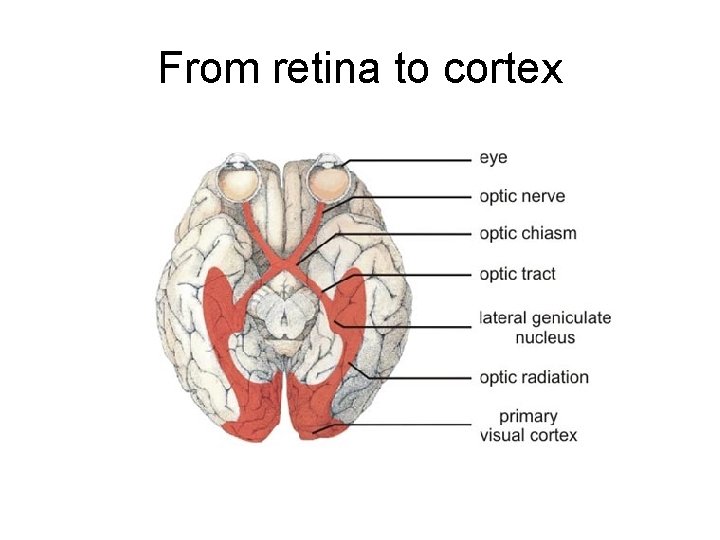 From retina to cortex 