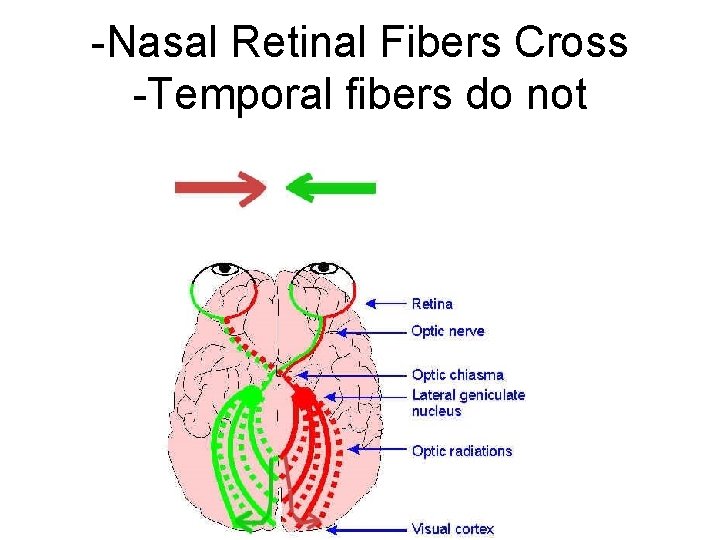 -Nasal Retinal Fibers Cross -Temporal fibers do not 