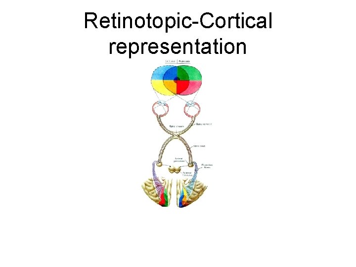 Retinotopic-Cortical representation 