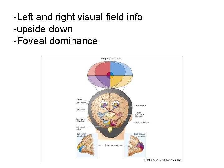 -Left and right visual field info -upside down -Foveal dominance 