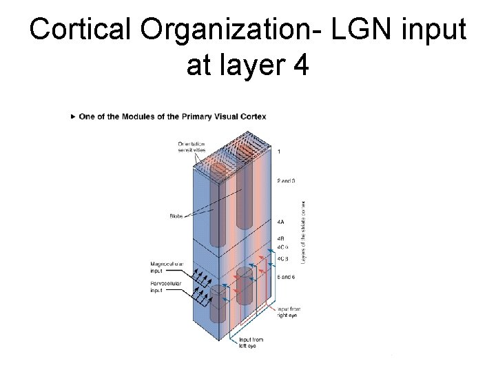 Cortical Organization- LGN input at layer 4 