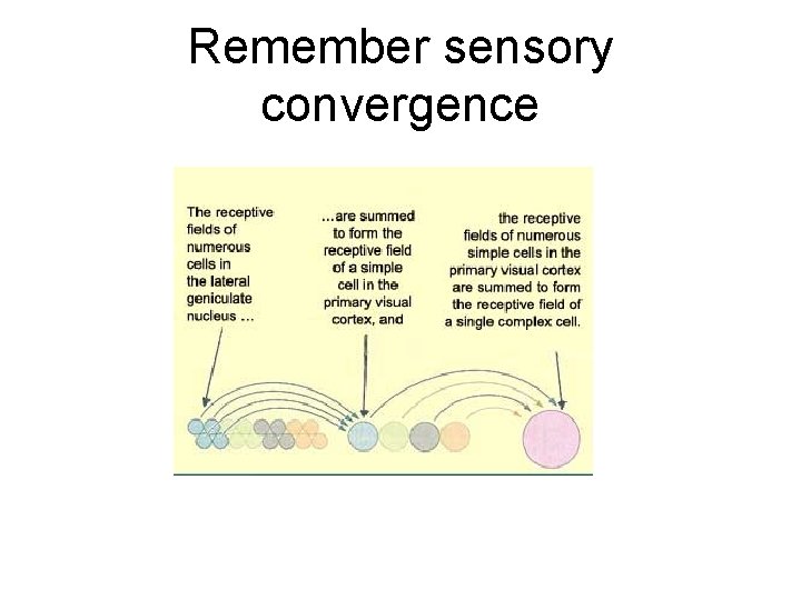 Remember sensory convergence 