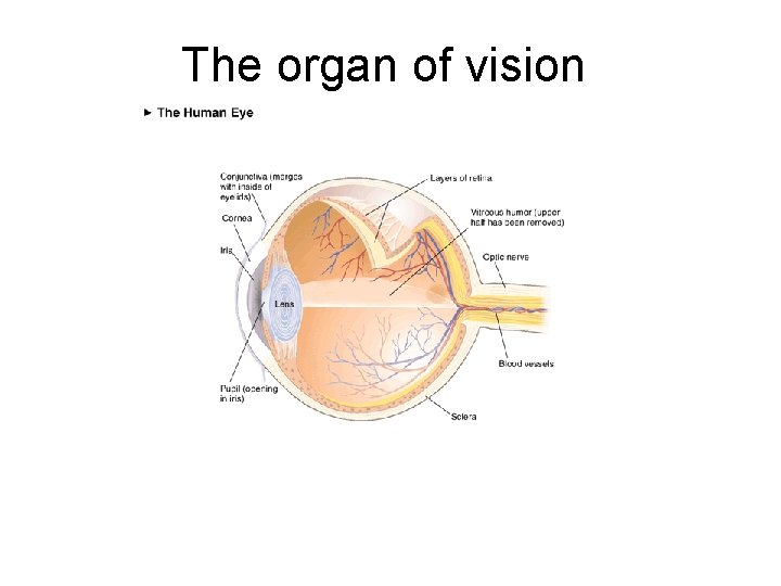 The organ of vision 