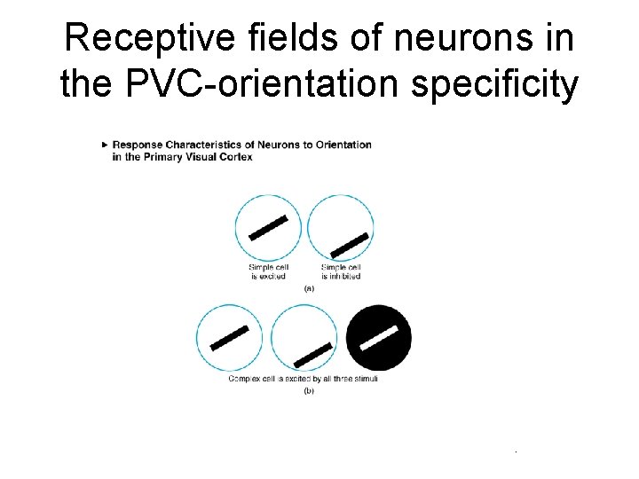 Receptive fields of neurons in the PVC-orientation specificity 